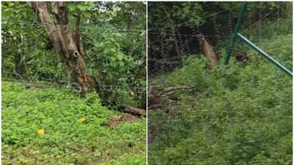 കോടികൾ മുടക്കി സ്ഥാപിച്ചിട്ട് ആഴ്ചകൾ മാത്രം; അതിരപ്പിള്ളിയിലെ സൗരോര്ജ്ജ തൂക്കുവേലി കാട്ടാനകൂട്ടം തകര്ത്തു