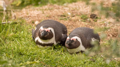 സംഗതി പെന്ഗ്വിൻ ആണെങ്കിലും ജനിച്ചത് മഹാരാഷ്ട്രയിലാണോ? എങ്കിൽ മറാത്തി പേരിടണമെന്ന് ബിജെപി എംഎൽഎ, വിവാദം