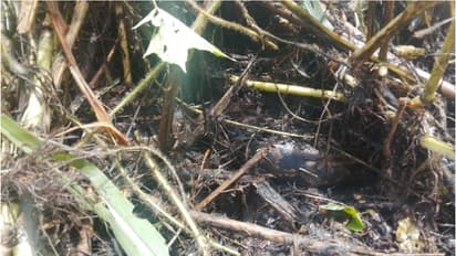 തോട് വൃത്തിയാക്കുന്നതിനിടെ പെരുമ്പാമ്പ്! തൊഴിലുറപ്പ് തൊഴിലാളിയായ അമ്മിണി ഭയന്ന് കാനയിലേക്ക് വീണു, പരിക്ക്