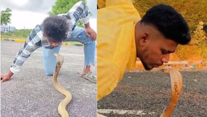 അനുകരിക്കരുതെന്ന് യുവാവ്, രാജവെമ്പാലയുടെ പത്തിയിൽ മുത്തം, വിഡ്ഢിത്തമെന്നും അപകടമെന്നും സോഷ്യൽ മീഡിയ 