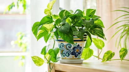 গরমে মানিপ্ল্যান্ট বাঁচানোর ৫টি টিপস জেনে রাখুন, তাপ বাড়লেও শুকনো হবে না সাজানো বাগান