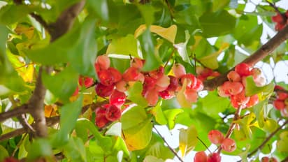 meerut water apple farming benefits price health profitability