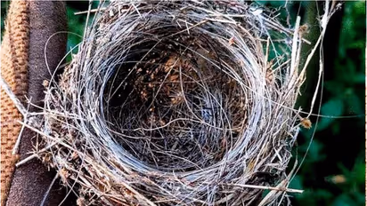 ಉಕ್ರೇನ್-ರಷ್ಯಾ ಯುದ್ಧದ ಅವಶೇಷಗಳನ್ನು ಬಳಸಿ ಆಪ್ಟಿಕಲ್ ಫೈಬರ್‌ನಿಂದ ಗೂಡು ಕಟ್ಟಿದ ಹಕ್ಕಿ!