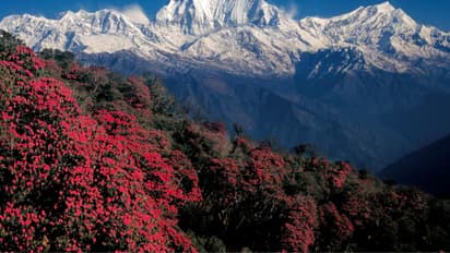 IRCTC Dashing Darjeeling and Gangtok air tour package booking process online