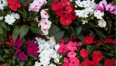 Fast-growing flowers for August and September gardening