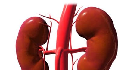 Kidney Care Tips: टाइप 2 डायबिटीज में न करें ये गलतियां, वरना किडनी हो जाएगी खराब