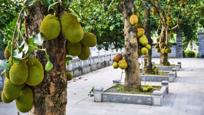 ঘরে কীভাবে কাঁঠাল গাছ লাগাবেন জানেন? রইল সহজ পদ্ধতির হদিশ, দেখে নিন এক ঝলকে