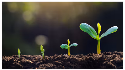 शेतातील बियाणं साठवून कसं ठेवावं, पद्धत जाणून घ्या