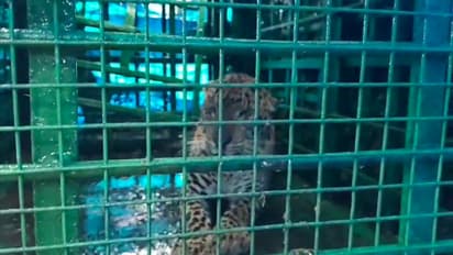 Leopard that was caught near Kerala border