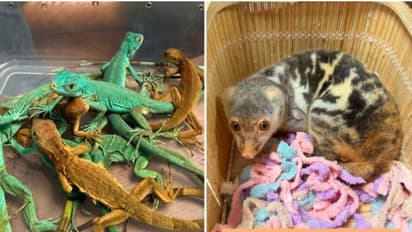 मुंबई एयरपोर्ट पर अजीबोगरीब जानवरों की तस्करी का भंडाफोड़