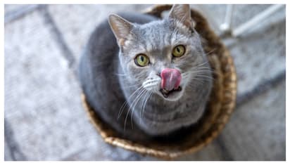 Obesity in Dogs and Cats: कुत्ते और बिल्लियों का मोटापा कैसे कम करें?