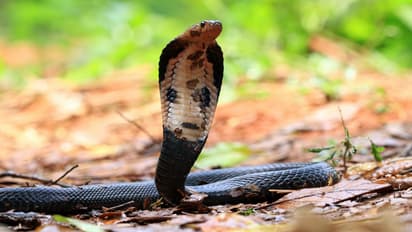 First Aid for Snakebite: ಮಳೆಗಾಲದಲ್ಲಿ ಹಾವು ಕಡಿತ ಪ್ರಕರಣ ಹೆಚ್ಚಳ; ಕಚ್ಚಿದಾಗ  ಏನು ಮಾಡ್ಬೇಕು, ಏನು ಮಾಡ್ಬಾರ್ದು?