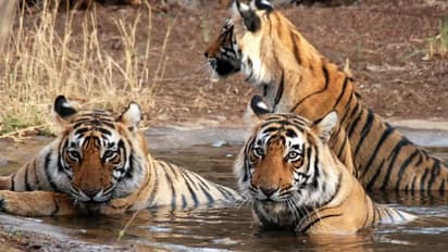  rajasthan ranthambore tiger reserve