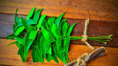 Neem Leaf for control Blood Sugar