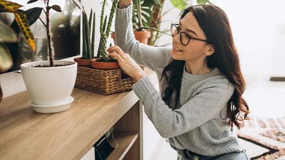 Indoor Gardening Tips: इनडोर गार्डनिंग में न करें ये 7 आम गलतियां, वरना सूख जाएंगे पौधे