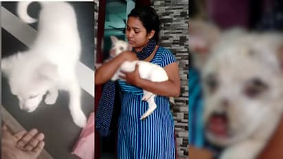 INHUMANE! Three-month-old puppy burned with chemical while caged in Kerala's Ernakulam, one eye blinded