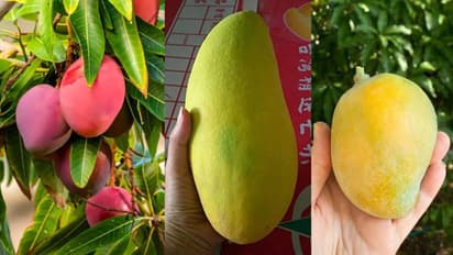 Which country grows the world's most expensive mango