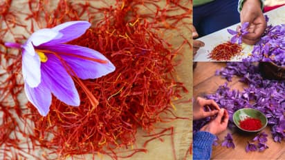 tips to identify real saffron