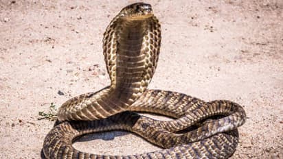 Cobra snake