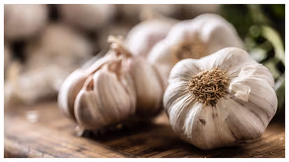 garlic 
