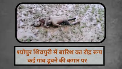 shivpuri sheopur heavy rain