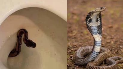 Cobra found in toilet jharkhand