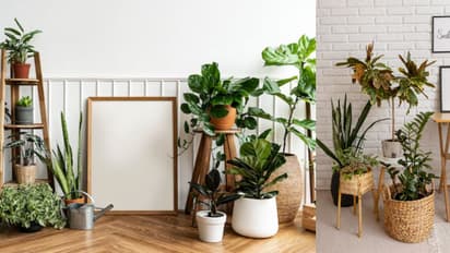 Best indoor plants for luxury home decor