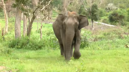 Bandipur Tunnel Proposal Sparks Fury Among Environmentalists