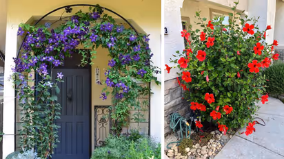 अपराजिता गुड़हल