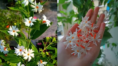 tips to increase flowering in Harsingar plant