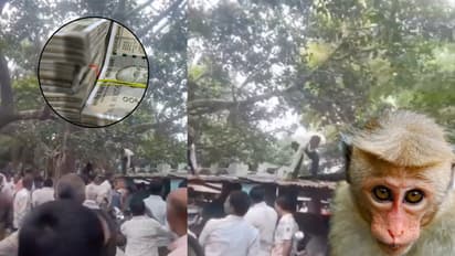auraiya bidhuna tehsil monkey looted bag 80000 notes viral video