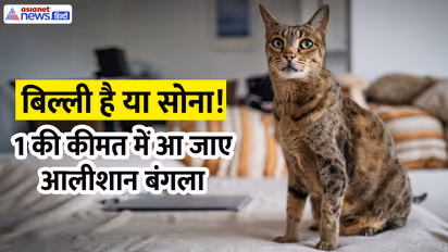 World most Expensive Cats