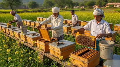 up free honey bee keeping training 2025