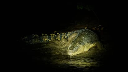  crocodile 