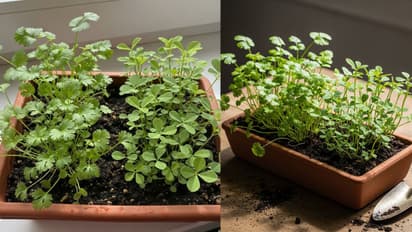 easy way to plant dhaniya in tray