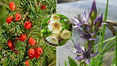 Nepal Most Expensive Medicinal Herbs Ideas