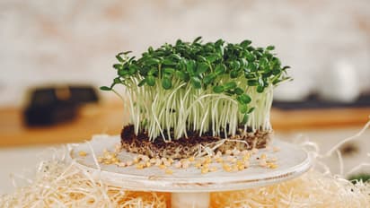 moong sprouts