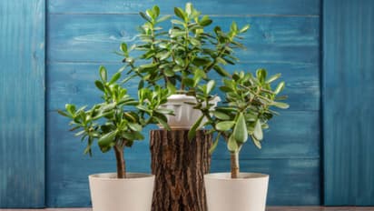 common mistakes while caring jade plant