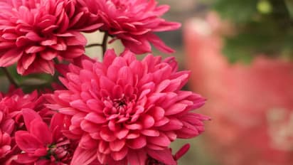 flowers to plant in September