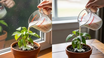 side effects of pouring buttermilk in plants