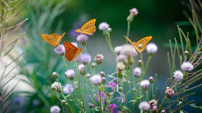 Best butterfly park in India