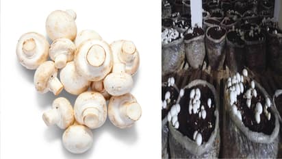 Grow Button Mushroom at Home