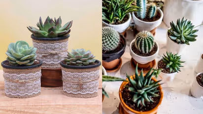 मिनी सकुलेंट्स प्लांंट्स
