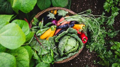 vegetables to grow in november