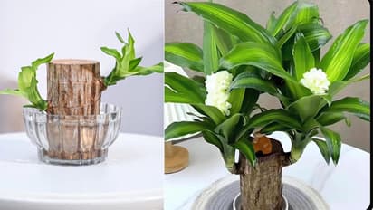 ब्राजीलियाई लकी वुड प्लांट केयर टिप्स