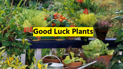Good Luck Plant