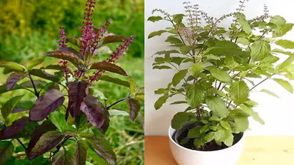 Ram Tulsi and Shyama Tulsi