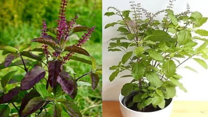 কার্তিক পূর্ণিমায় কি তুলসী গাছ লাগানো যায়? জেনে নিন ৫টি জরুরি প্রশ্নের উত্তর