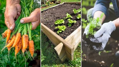 बिना खुदाई वाली गार्डनिंग