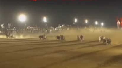 Sangali Bailgada Race